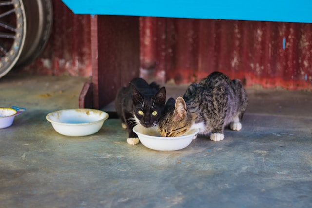 Les bienfaits d’une alimentation équilibrée pour les chats