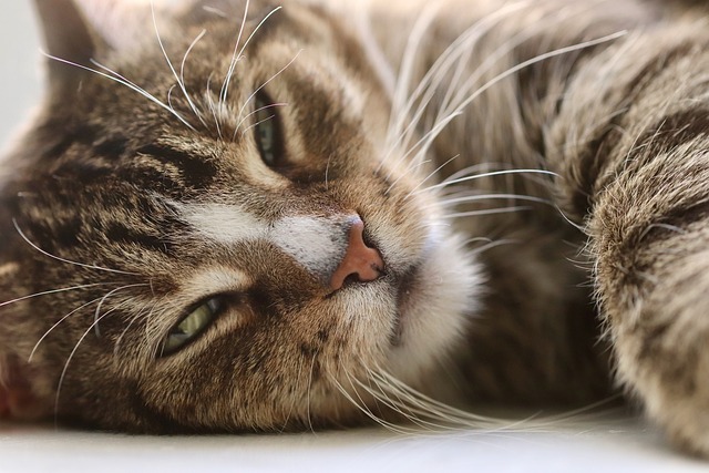 Pourquoi les chats ronronnent-ils ? Comprendre ce comportement fascinant