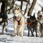 Santé des chiens de travail