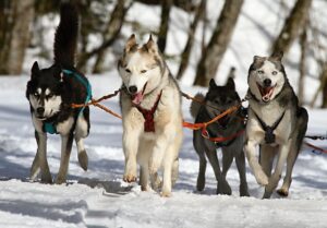 Santé des chiens de travail