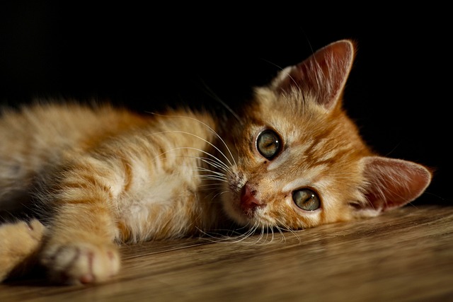 Stress chez les animaux