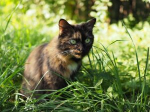 Races de chats à poils