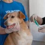 La vaccination des animaux