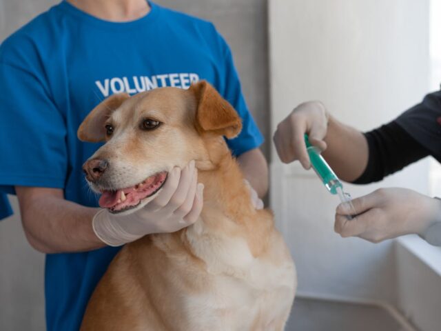 La vaccination des animaux