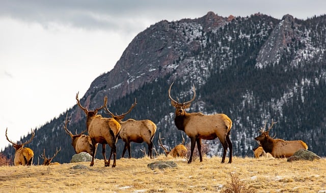 Passionnés de faune